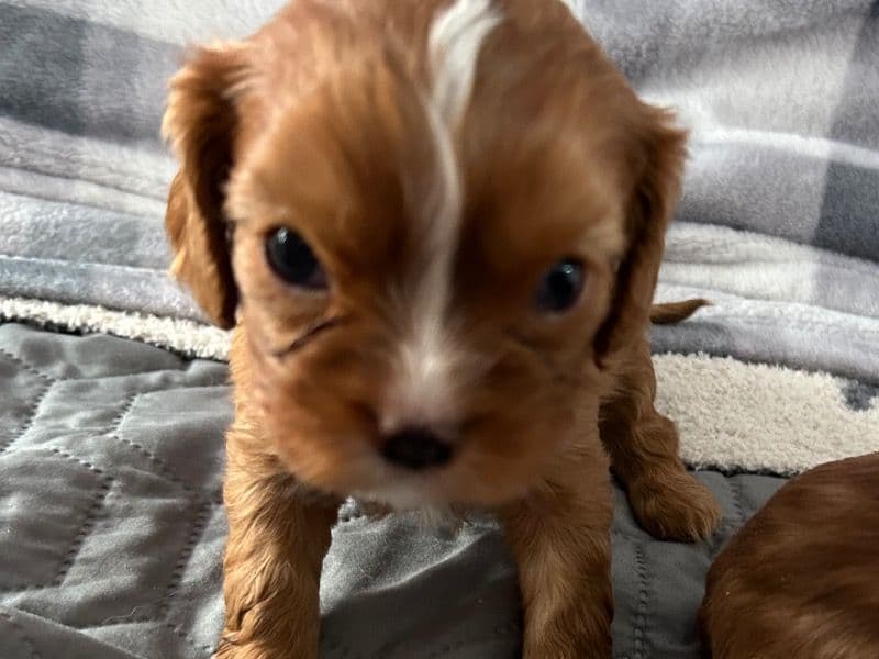 Cavalier King Charles Spaniel 2 months old male small named Rocket for sale in Brick Township, New Jersey | Petmeetly