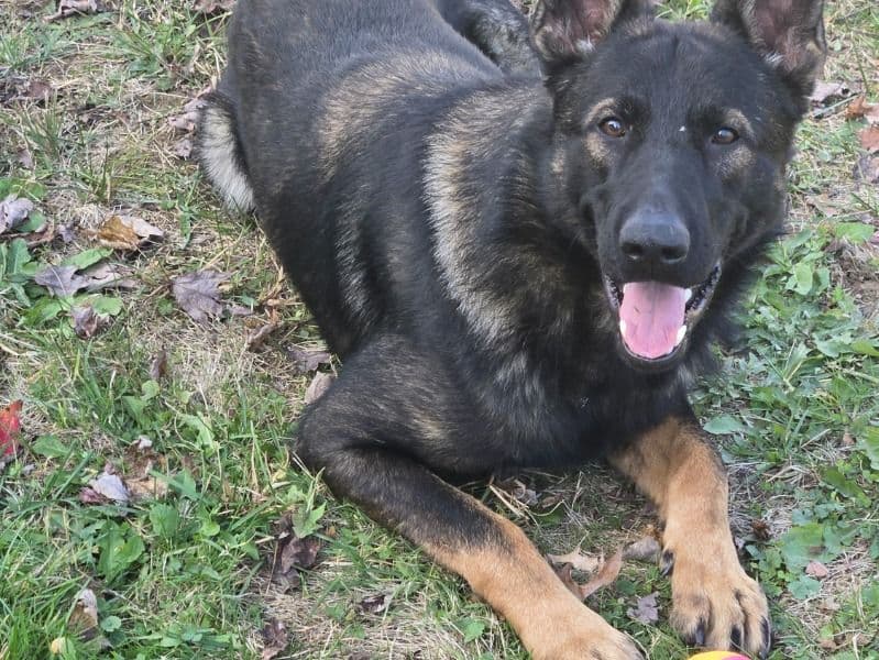 German Shepherd 1 year 1 month old male medium named Garmr for breeding in Mercer County, Pennsylvania | Petmeetly