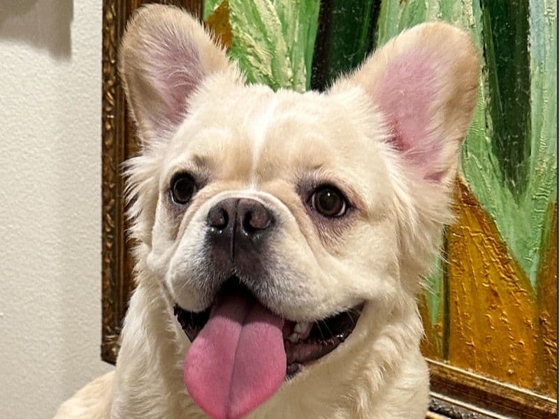 French Bulldog 2 years 9 months old male medium named Hondo for breeding in Los Angeles County, California | Petmeetly
