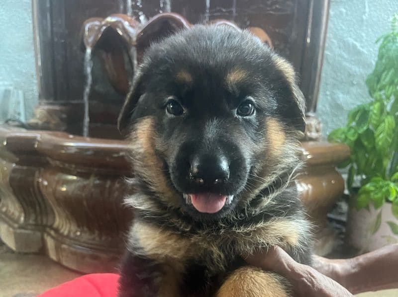German Shepherd Puppies primary photo