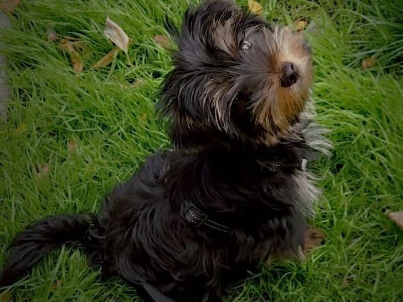 Yorkshire Terrier 1 year 5 months old male small named Bear for breeding in Toronto, Ontario | Petmeetly