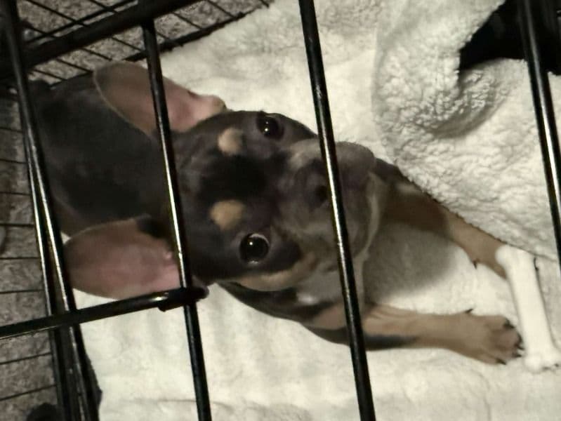 French Bulldog 6 months old female small named Tejo for adoption in Hopewell, Virginia | Petmeetly