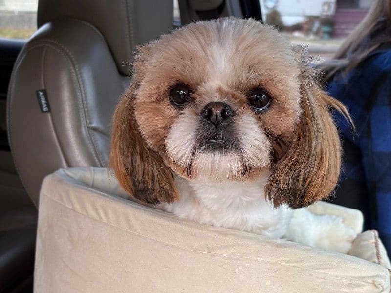 Shih Tzu 2 years old male small named Ace for breeding in Peoria County, Illinois | Petmeetly
