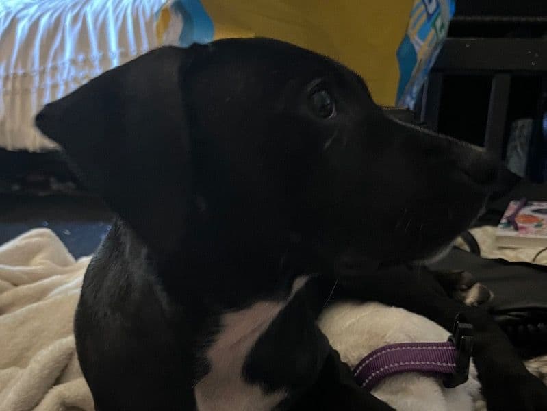 Rhodesian Ridgeback 7 months old female small named Patrica for sale in Kitsap County, Washington | Petmeetly