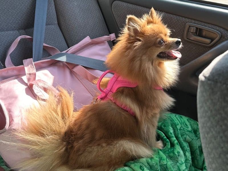 Pomeranian 6 years old female small named Coco for adoption in Jefferson County, Kentucky | Petmeetly