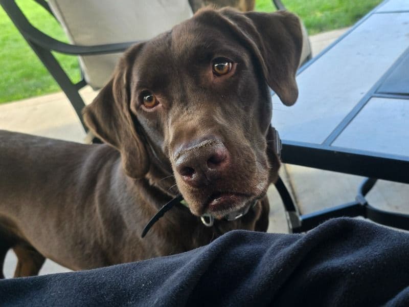 Labrador Retriever 6 years old male large named Moose for adoption in Kootenai County, Idaho | Petmeetly