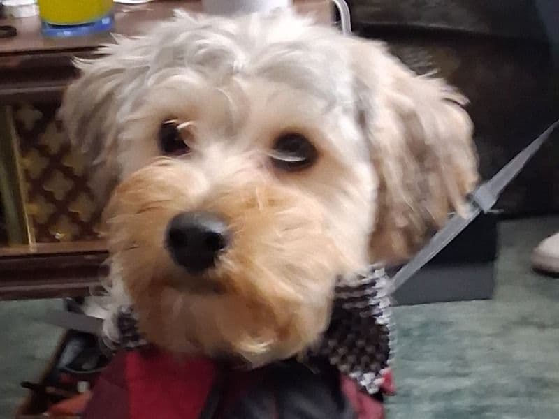 Miniature Schnauzer 8 months old male small named Benji for sale in Elkhart County, Indiana | Petmeetly