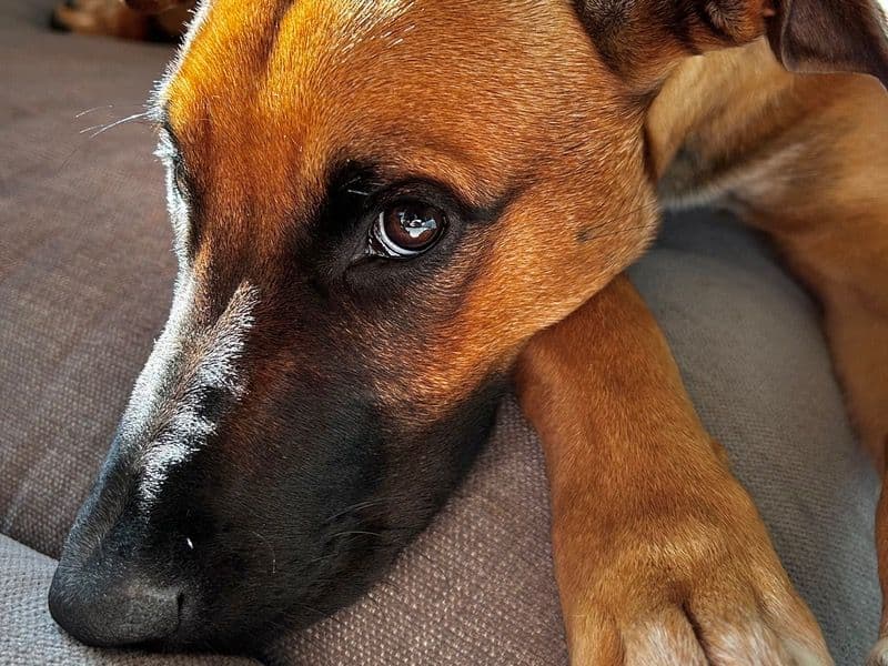 Belgian Shepherd 9 months old female medium named Lani for sale in City of Gold Coast, Queensland | Petmeetly