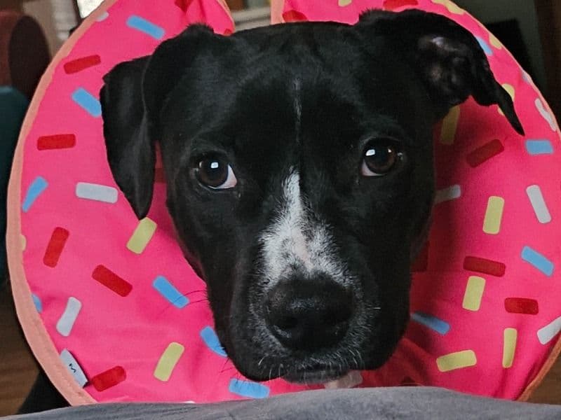 American PitBull Terrier 1 year old female medium named Skunk for adoption in Pittsylvania County, Virginia | Petmeetly