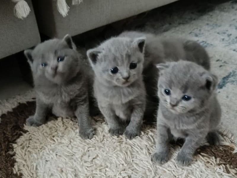 Russian Blue 2 months old male named Health Russian Blue Kitten for sale in Los Angeles County, California | Petmeetly