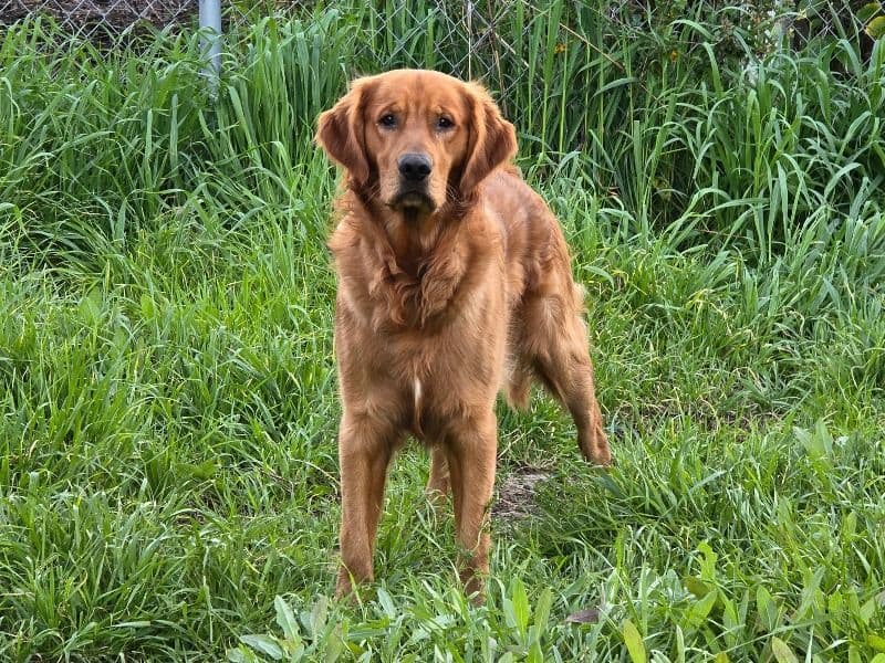 Golden Retriever 2 years 7 months old male large named Charlie for breeding in Solano County, California | Petmeetly