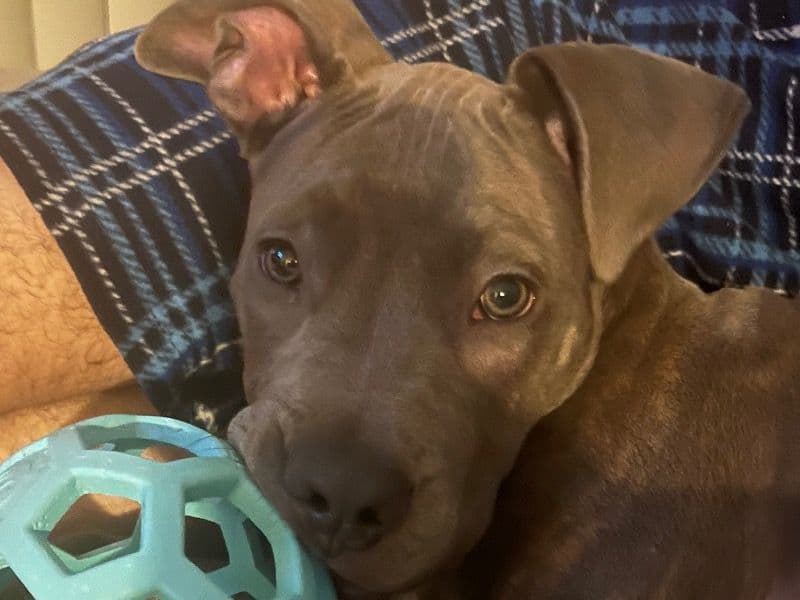 American PitBull Terrier 5 months old male small named Tank for adoption in Franklin County, Ohio | Petmeetly