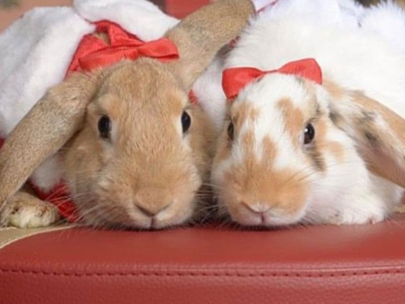 Holland Lop 5 months old female named Bambi & Bubbles for sale in Jefferson Parish, Louisiana | Petmeetly