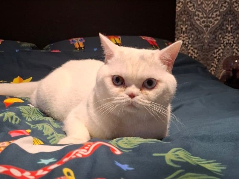 Simba primary photo