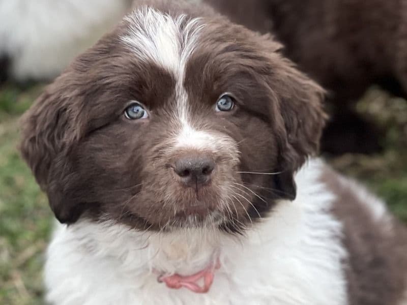 Newfoundland 1 month old female large named Rosada for sale in San Bernardino County, California | Petmeetly