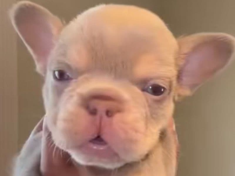 French Bulldog 10 months old male small named Rex for sale in Wayne County, Michigan | Petmeetly