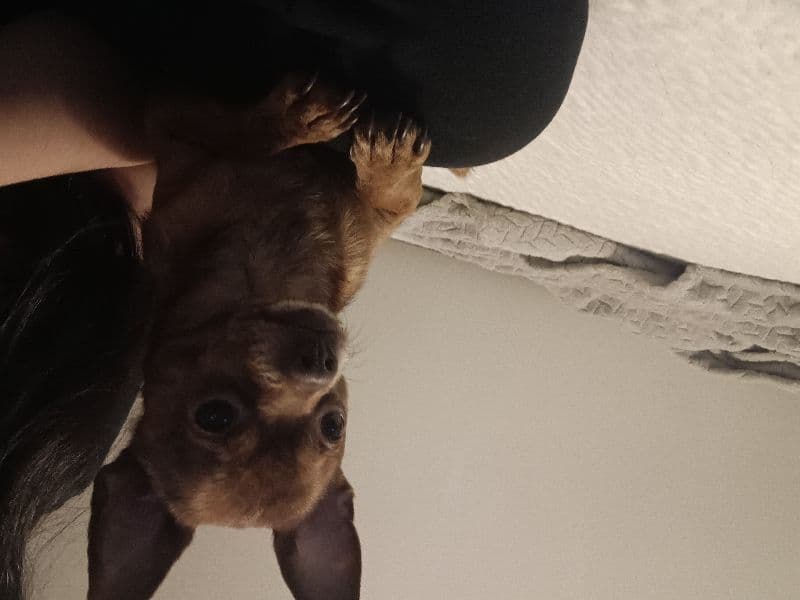 Chihuahua 3 years old male small named Papi for breeding in Benton County, Arkansas | Petmeetly