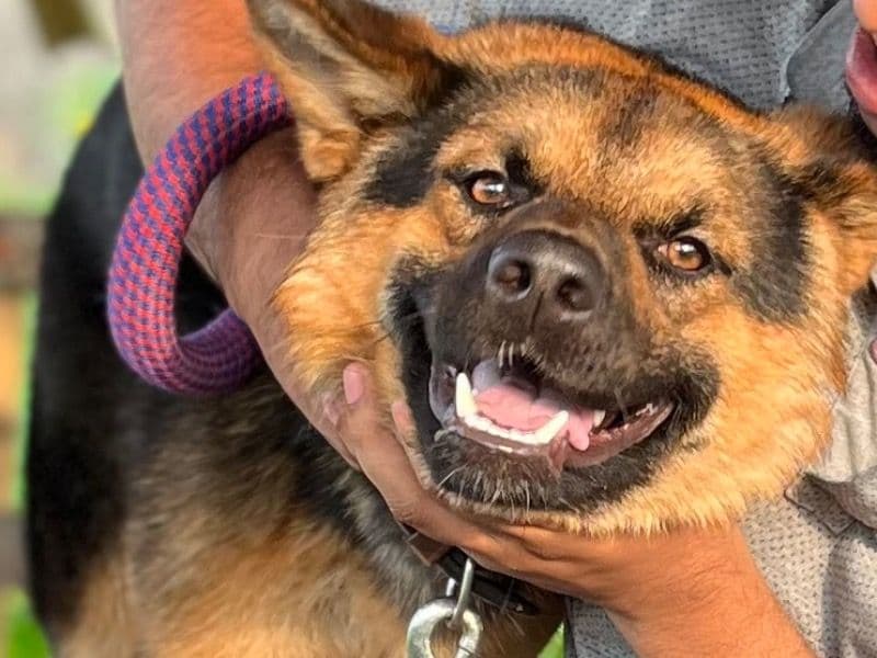 Black German Shepherd 3 years 5 months old male large named Rambo for breeding in Burdwan Division, West Bengal | Petmeetly