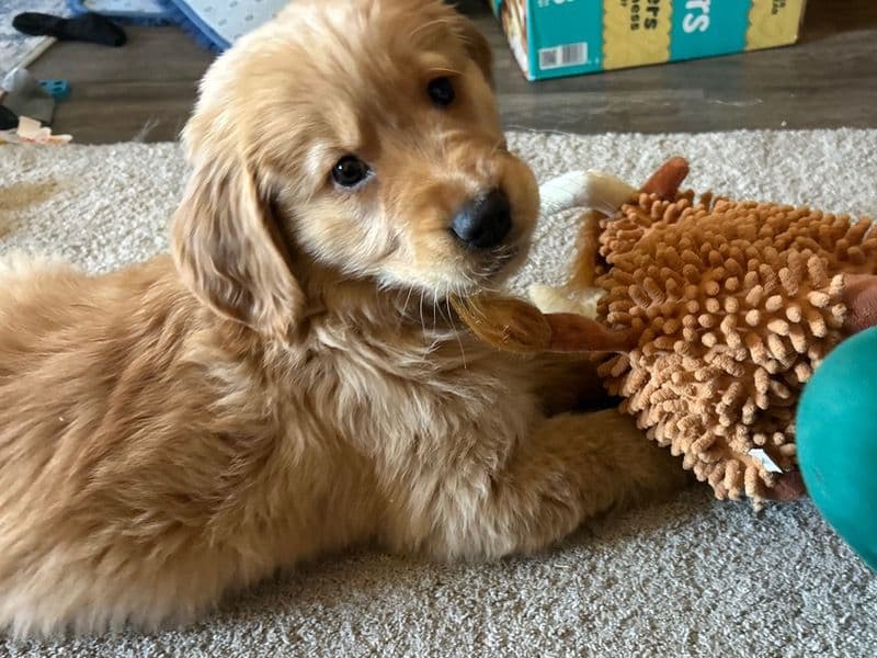 Golden Retriever 2 months old male medium named Bucky for adoption in Benton County, Arkansas | Petmeetly