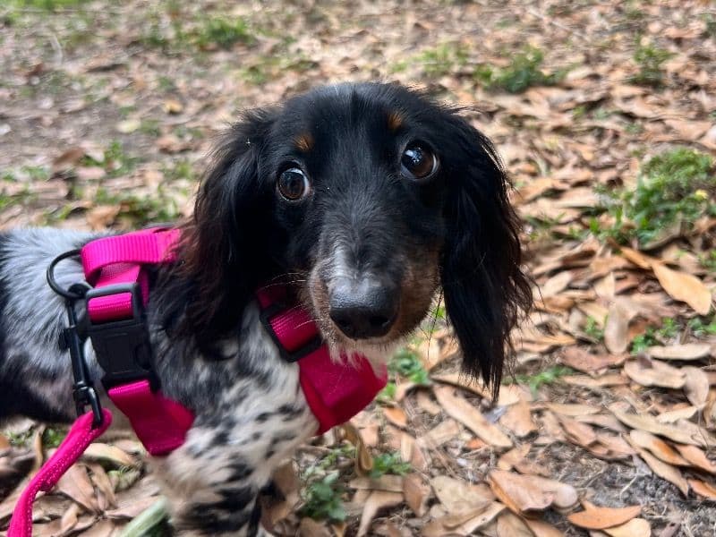 Dachshund 1 year old female small named Indie for breeding in Polk County, Florida | Petmeetly
