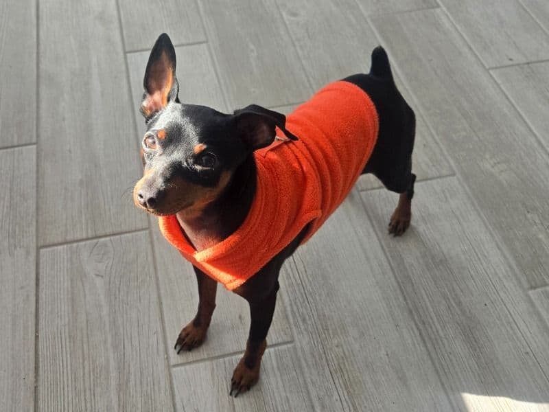 Miniature Pinscher 1 year old male small named Maverick (mavi) for breeding in Mecklenburg County, North Carolina | Petmeetly
