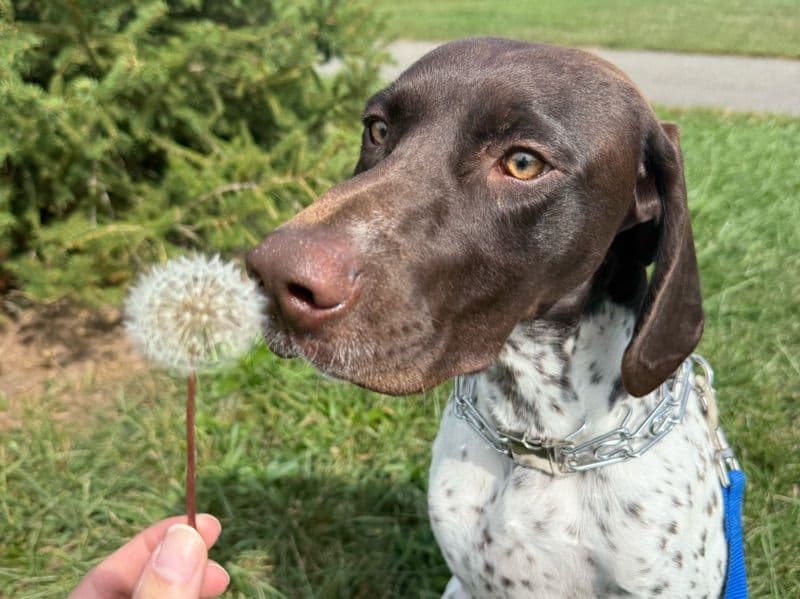 German Shorthaired Pointer 1 year 4 months old male medium named Max for breeding in Hudson County, New Jersey | Petmeetly