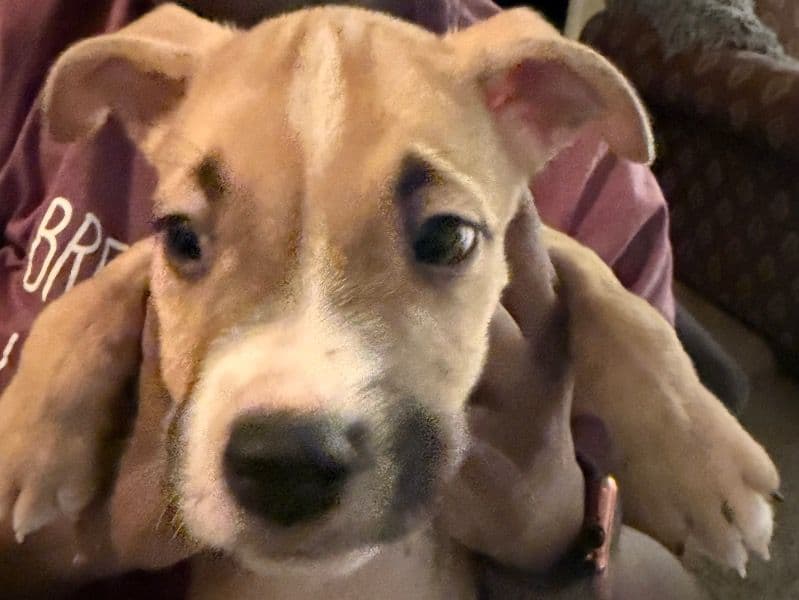 Australian Labrodoodle 3 months old male small named Lil Joe for adoption in DeKalb County, Georgia | Petmeetly