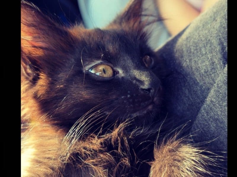 Maine Coon 1 month old female named Kitkat for sale in San Bernardino County, California | Petmeetly