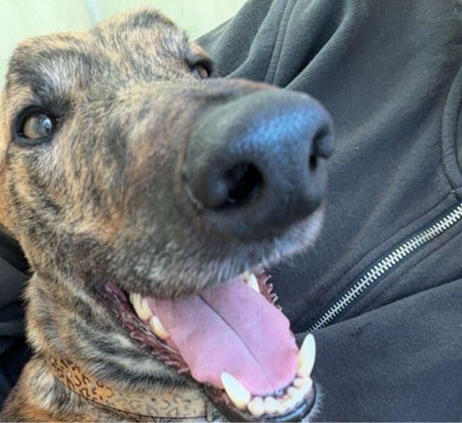 Greyhound 3 years 7 months old male extra large named Cash for adoption in Derry and Strabane, Northern Ireland | Petmeetly