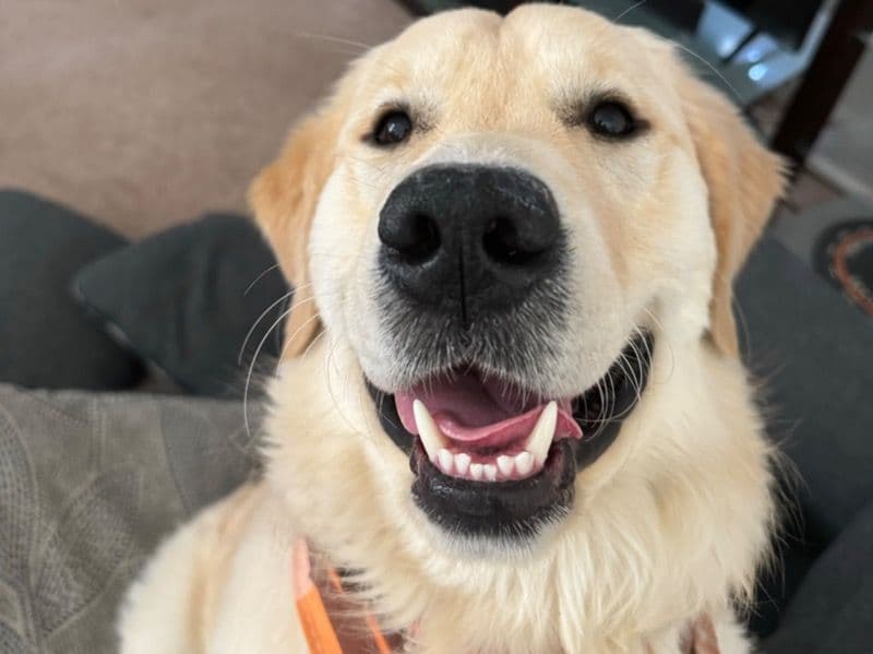 Golden Retriever 2 years 3 months old male large named Moose for breeding in Clark County, Nevada | Petmeetly