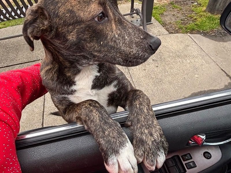 Chow Chow 1 year old male large named Pawsman for sale in Jefferson County, Kentucky | Petmeetly