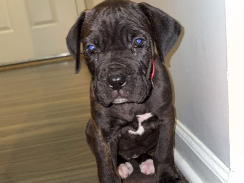 Cane Corso 6 months old female small named Sofia for sale in Lake County, Illinois | Petmeetly
