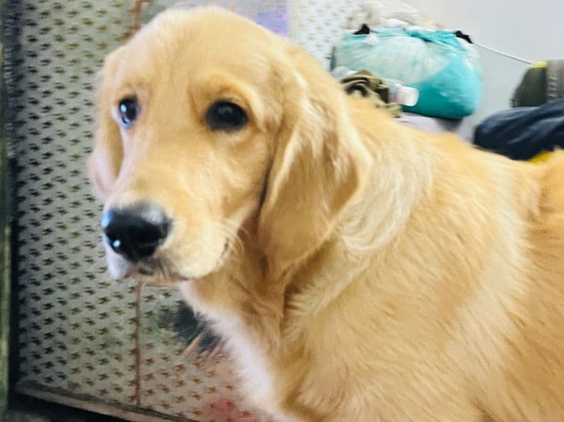 Golden Retriever 8 months old male medium named Simba for breeding in Delhi Division, Delhi | Petmeetly