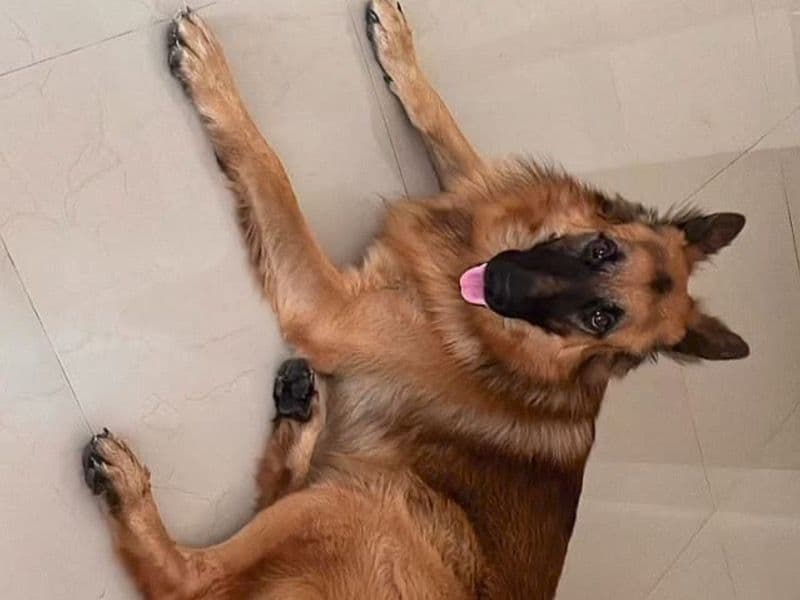 Black German Shepherd 5 years 4 months old male large named Tywin for breeding in Konkan Division, Maharashtra | Petmeetly