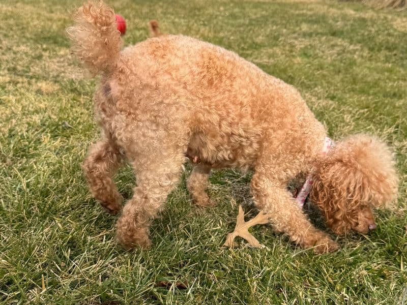 Poppy the Miniature Poodle - Gallery photo 2