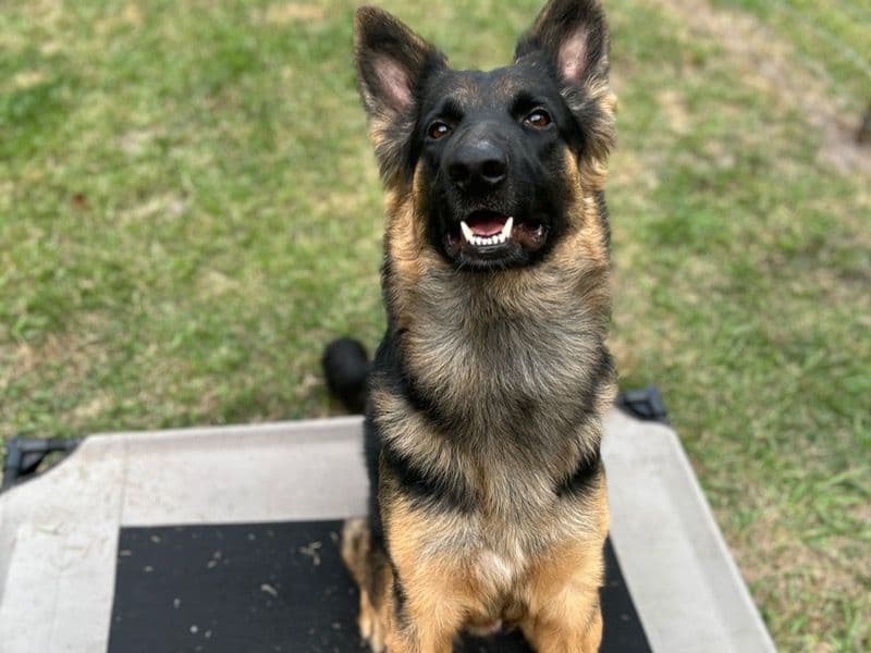 German Shepherd 1 year 6 months old male large named Elvis for sale in Polk County, Florida | Petmeetly