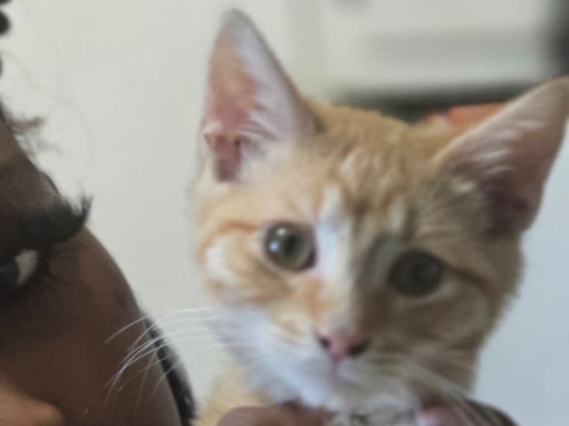 Tabby 6 months old male named Tangi for sale in Cobb County, Georgia | Petmeetly