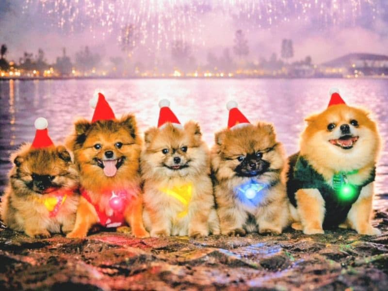 Pomeranian 6 years old female small named Apple for breeding in Harris County, Texas | Petmeetly