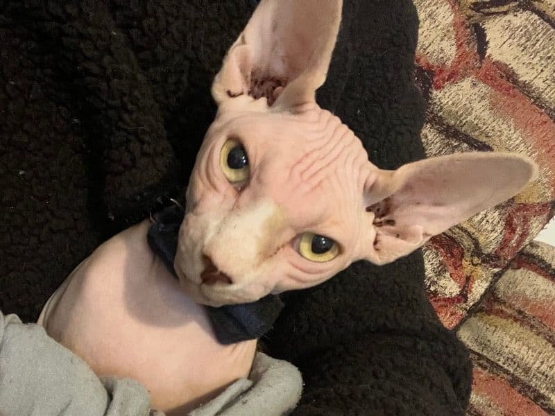 Sphynx 1 year 8 months old male named Jorge for sale in Connecticut | Petmeetly