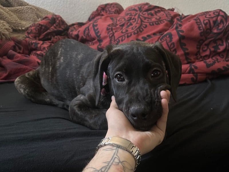 Nova - Boerboel success story