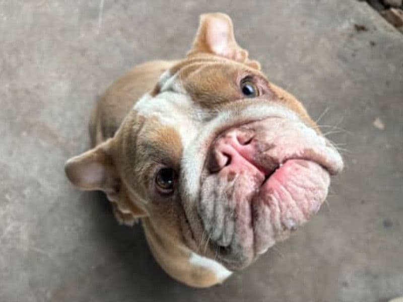 Bulldog 1 year 9 months old male medium named Red for sale in Harris County, Texas | Petmeetly
