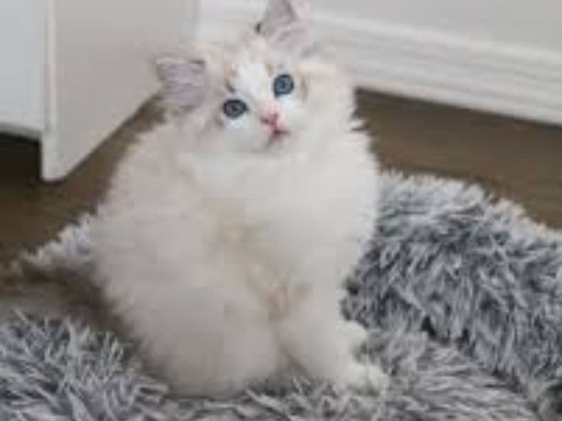 Ragdoll 2 months old male named Gigi for sale in New York, New York | Petmeetly