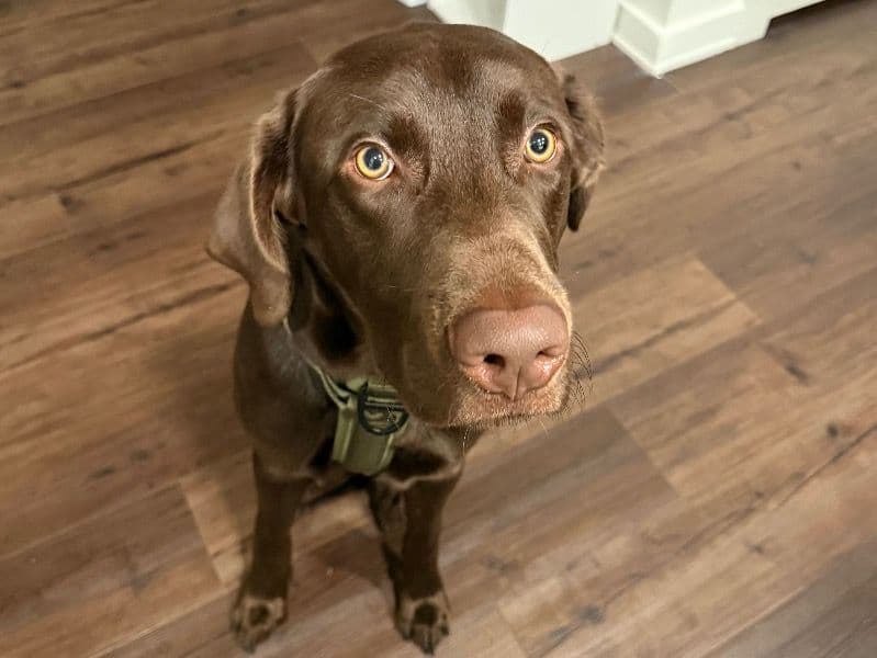 Labrador Retriever 1 year 3 months old male large named Whiskey for sale in Henry County, Georgia | Petmeetly