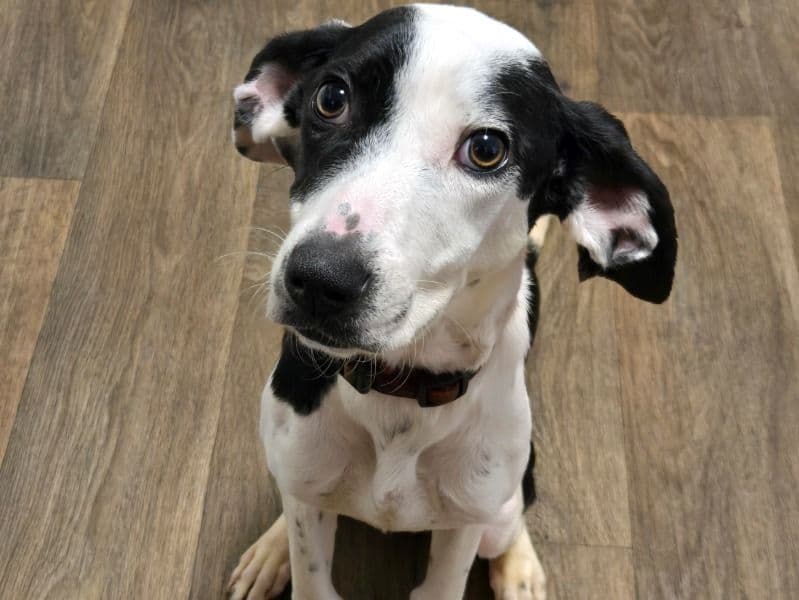 Labrador Retriever 9 months old female medium named Nia for sale in Chesterfield County, Virginia | Petmeetly