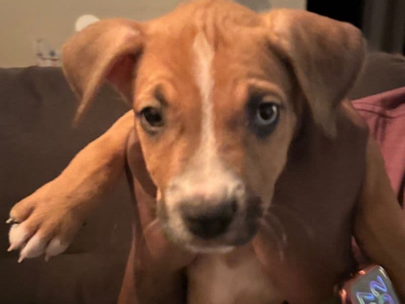 Australian Labrodoodle 3 months old female small named Lil Remy for adoption in DeKalb County, Georgia | Petmeetly