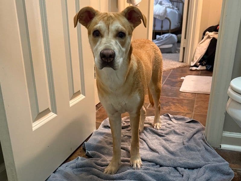 Labrador Retriever 1 year old female medium named Daisy for adoption in New Iberia, Louisiana | Petmeetly