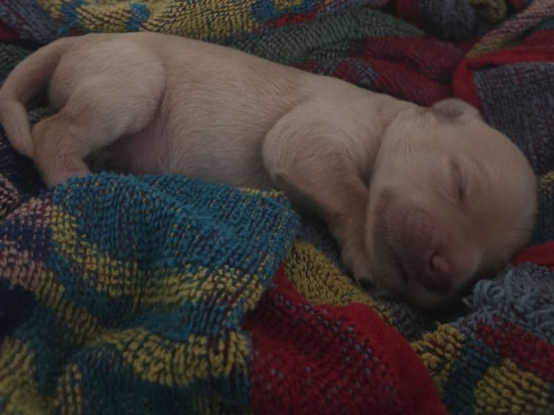 Double doodle 5 months old male medium named Casper for sale in Outaouais, Quebec | Petmeetly