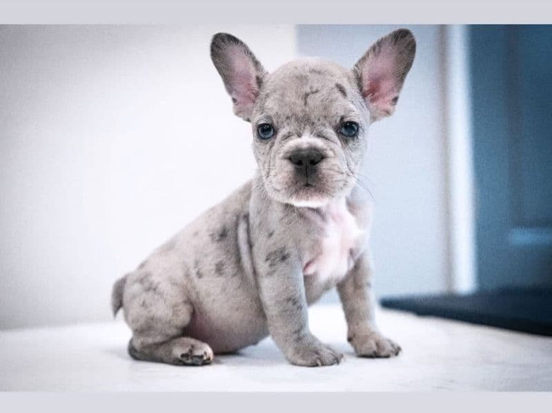 French Bulldog 3 months old male small named Ice for sale in Wayne County, Michigan | Petmeetly