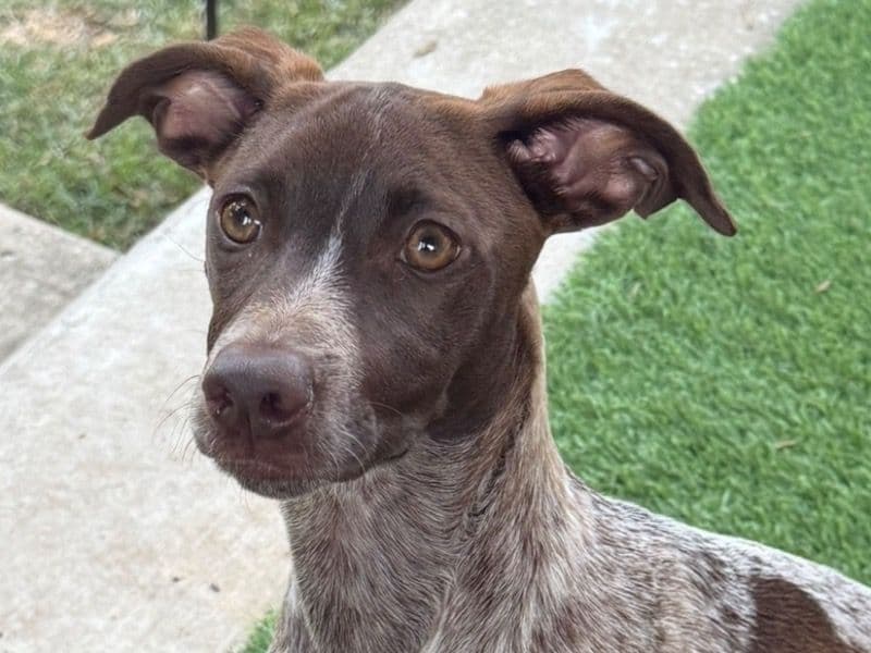 German Shorthaired Pointer 1 year 3 months old female small named Scout for sale in Williamson County, Texas | Petmeetly