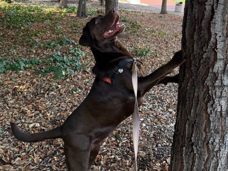 Labrador Retriever 3 years 2 months old female large named Tala for breeding in Santa Clara County, California | Petmeetly